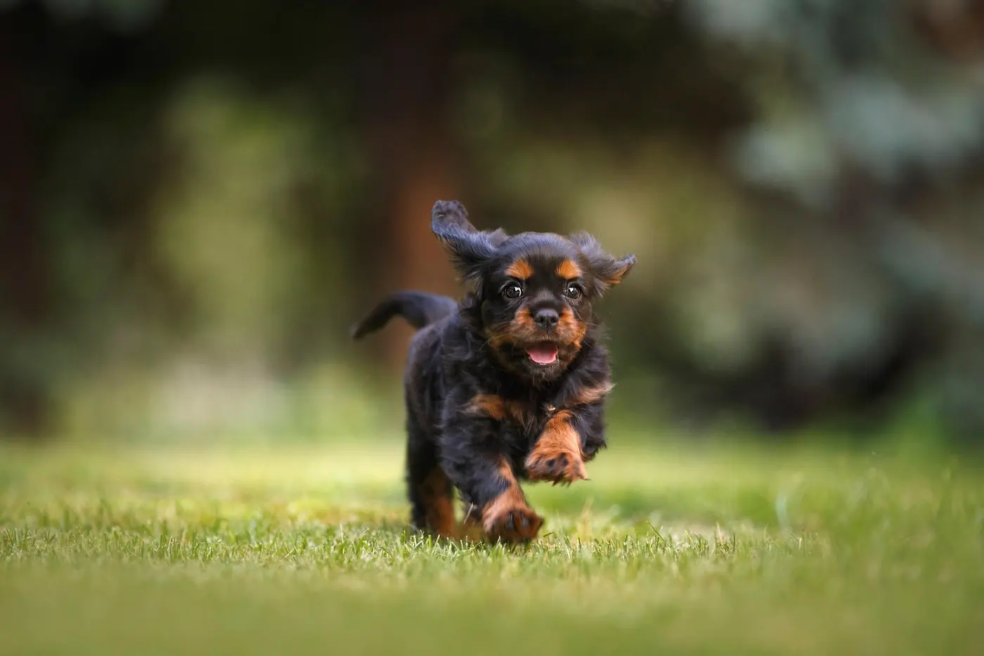 Playful black and tan Cavalier puppy running toward the camera on grass